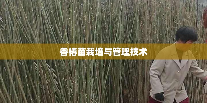 香椿苗栽培与管理技术