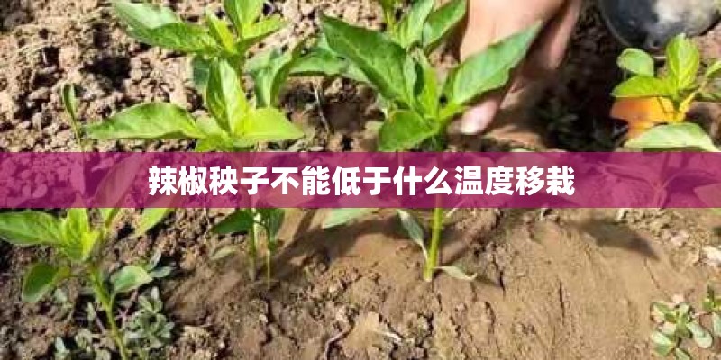辣椒秧子不能低于什么温度移栽