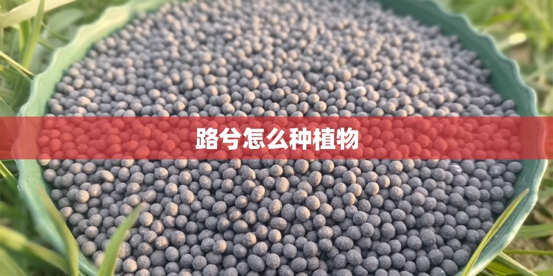 路兮怎么种植物