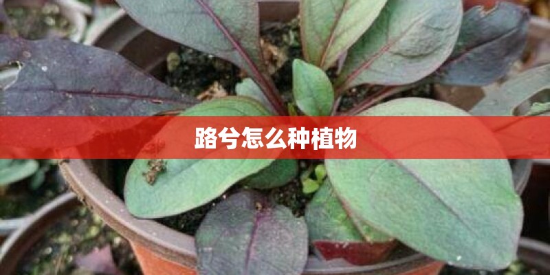路兮怎么种植物