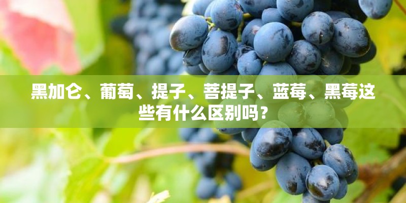 黑加仑、葡萄、提子、菩提子、蓝莓、黑莓这些有什么区别吗？