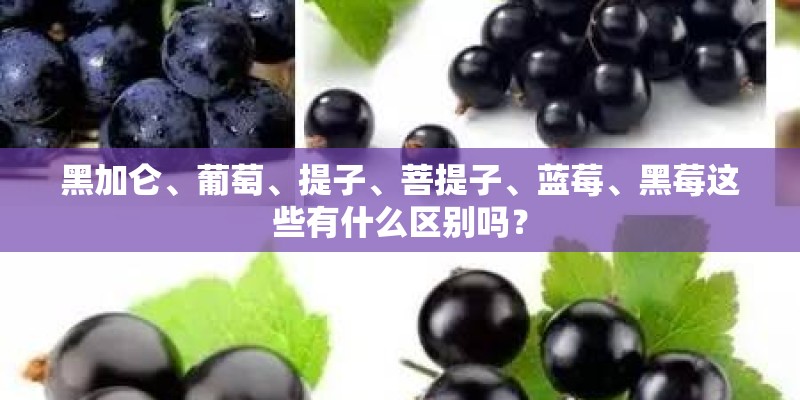 黑加仑、葡萄、提子、菩提子、蓝莓、黑莓这些有什么区别吗？