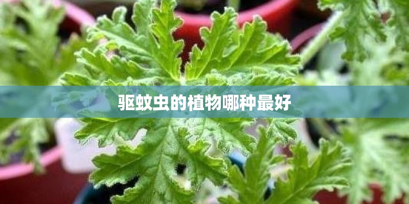 驱蚊虫的植物哪种最好