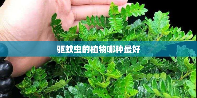 驱蚊虫的植物哪种最好