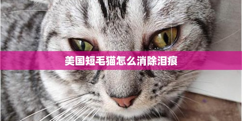 美国短毛猫怎么消除泪痕