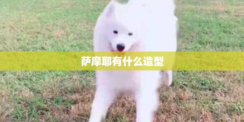 萨摩耶有什么造型