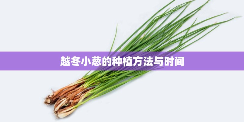 越冬小葱的种植方法与时间