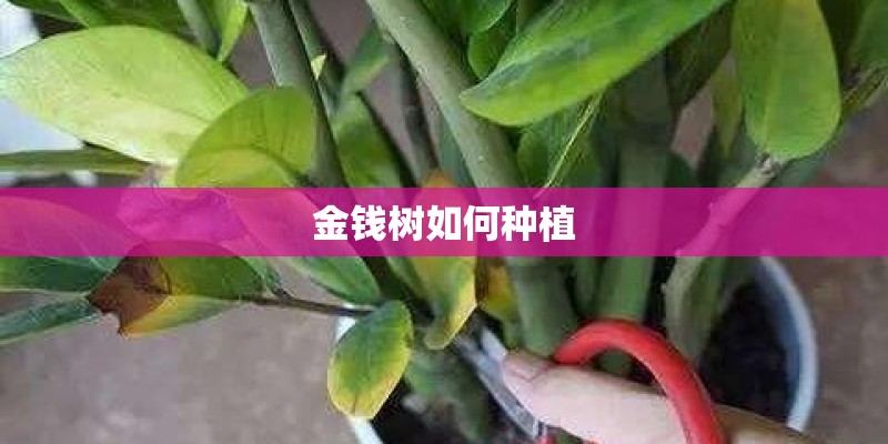金钱树如何种植