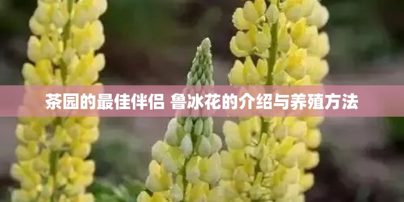 茶园的最佳伴侣 鲁冰花的介绍与养殖方法