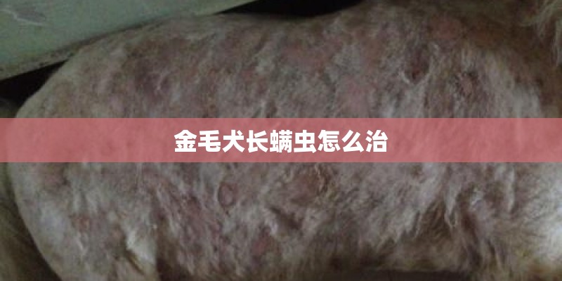 金毛犬长螨虫怎么治