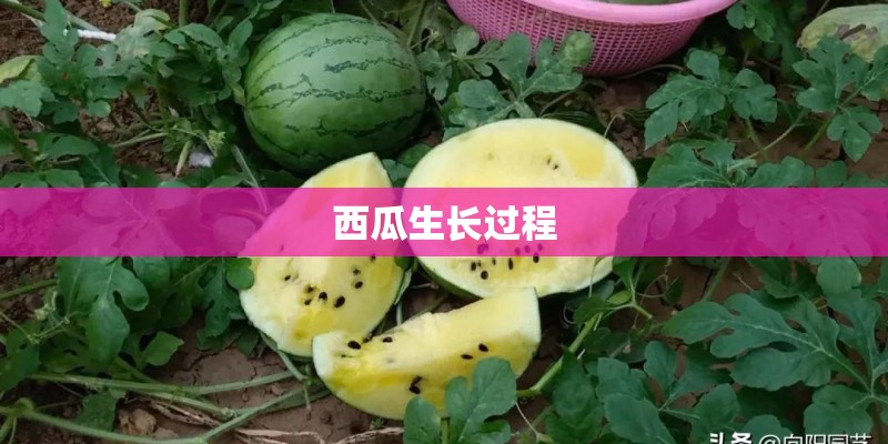 西瓜生长过程