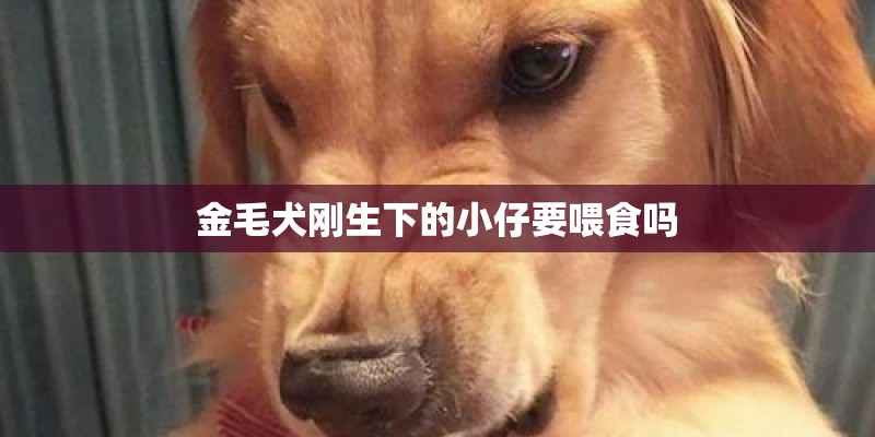 金毛犬刚生下的小仔要喂食吗