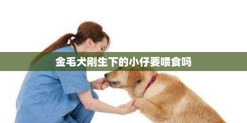 金毛犬刚生下的小仔要喂食吗