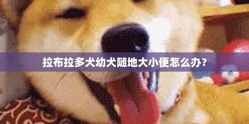 拉布拉多犬幼犬随地大小便怎么办？