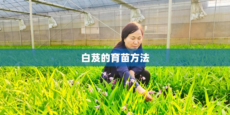 白芨的育苗方法