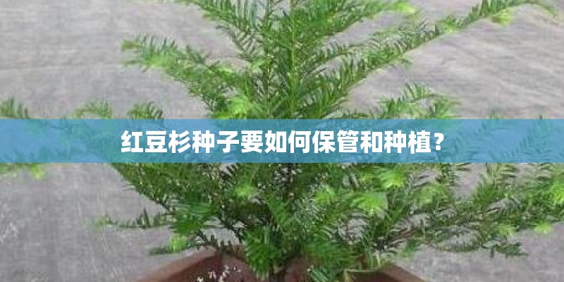 红豆杉种子要如何保管和种植？