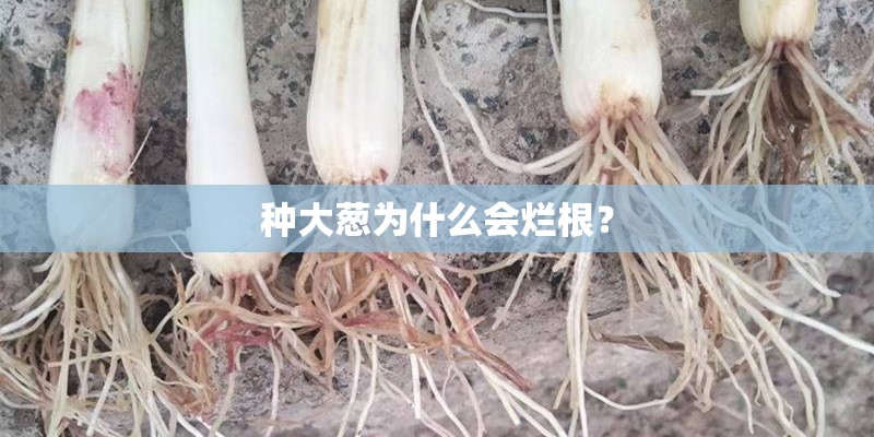种大葱为什么会烂根？