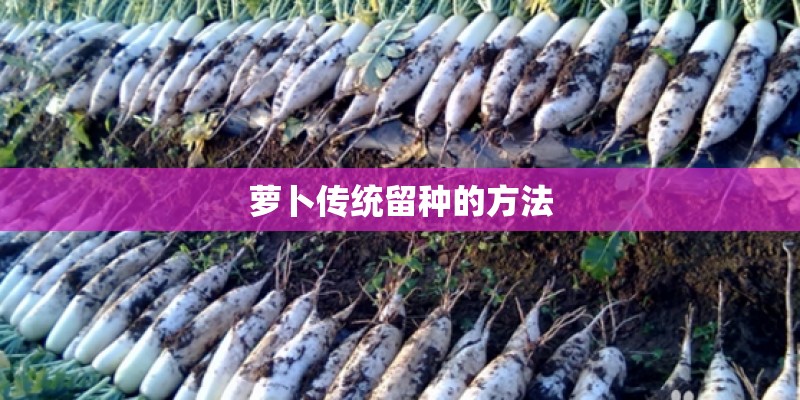 萝卜传统留种的方法