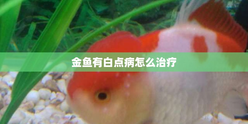 金鱼有白点病怎么治疗