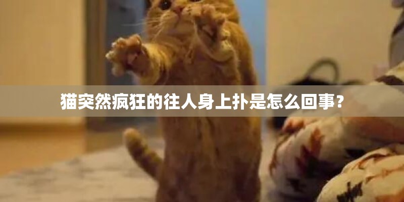 猫突然疯狂的往人身上扑是怎么回事？