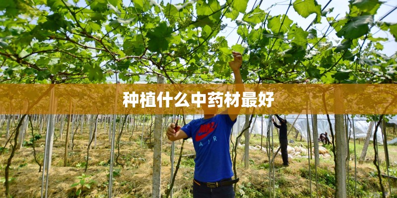 种植什么中药材最好