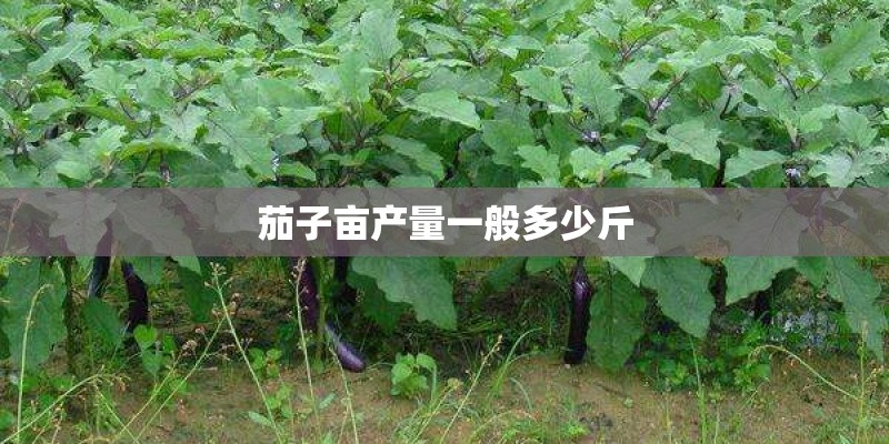 茄子亩产量一般多少斤