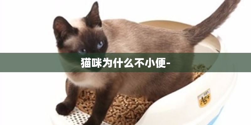 猫咪为什么不小便-