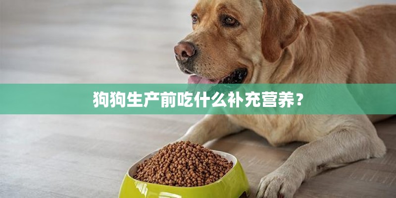 狗狗生产前吃什么补充营养？