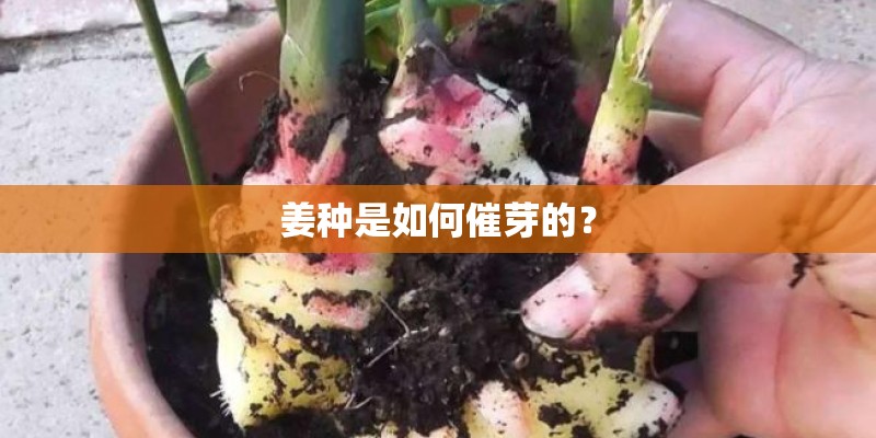 姜种是如何催芽的？