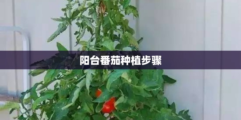 阳台番茄种植步骤