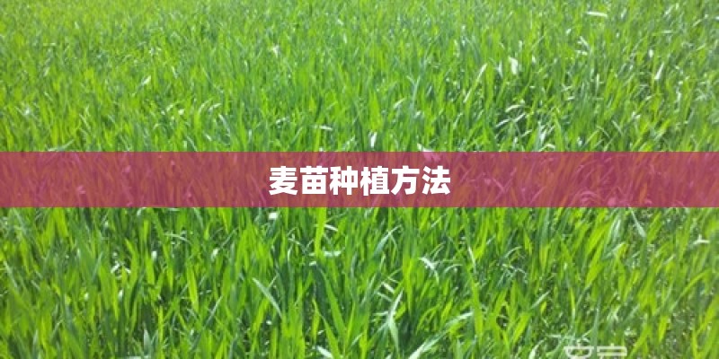 麦苗种植方法