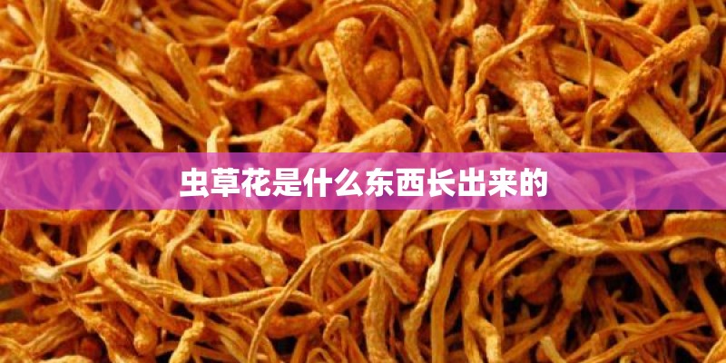 虫草花是什么东西长出来的