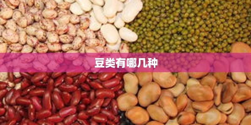 豆类有哪几种
