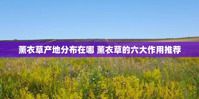薰衣草产地分布在哪 薰衣草的六大作用推荐
