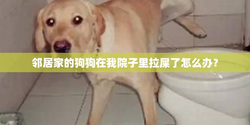 邻居家的狗狗在我院子里拉屎了怎么办？