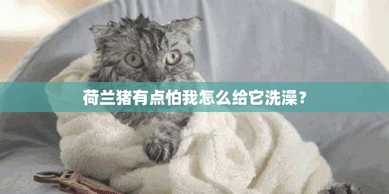 荷兰猪有点怕我怎么给它洗澡？