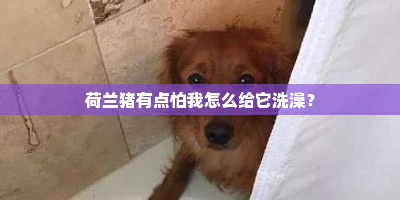 荷兰猪有点怕我怎么给它洗澡？