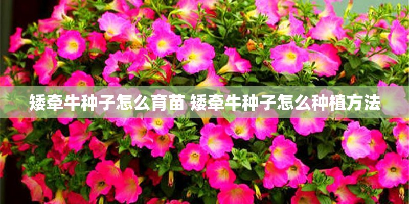 矮牵牛种子怎么育苗 矮牵牛种子怎么种植方法