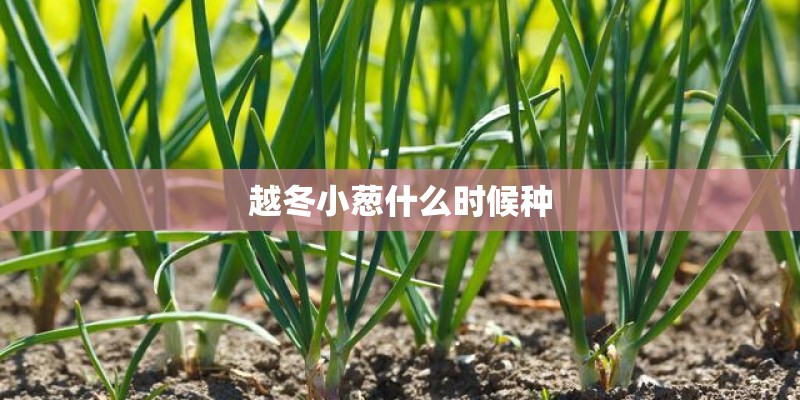 越冬小葱什么时候种