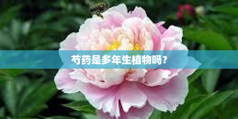 芍药是多年生植物吗？