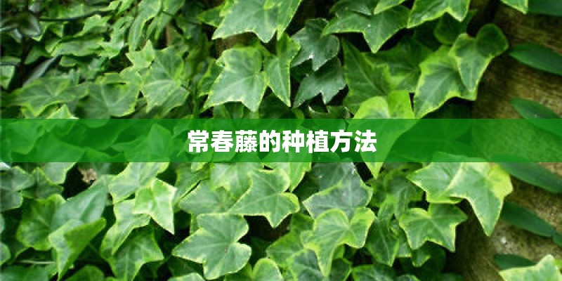 常春藤的种植方法
