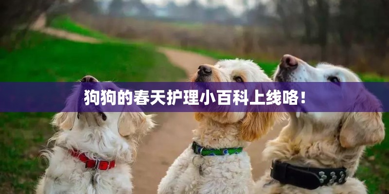 狗狗的春天护理小百科上线咯！