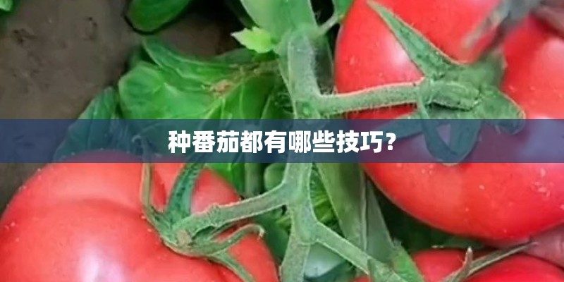 种番茄都有哪些技巧？