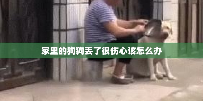家里的狗狗丢了很伤心该怎么办