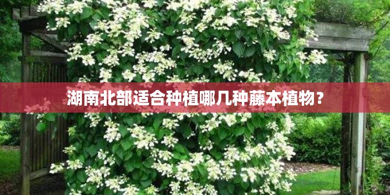 湖南北部适合种植哪几种藤本植物？