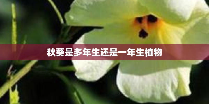 秋葵是多年生还是一年生植物