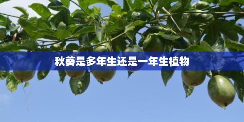 秋葵是多年生还是一年生植物