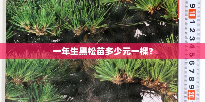 一年生黑松苗多少元一棵？