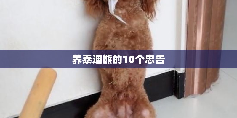 养泰迪熊的10个忠告