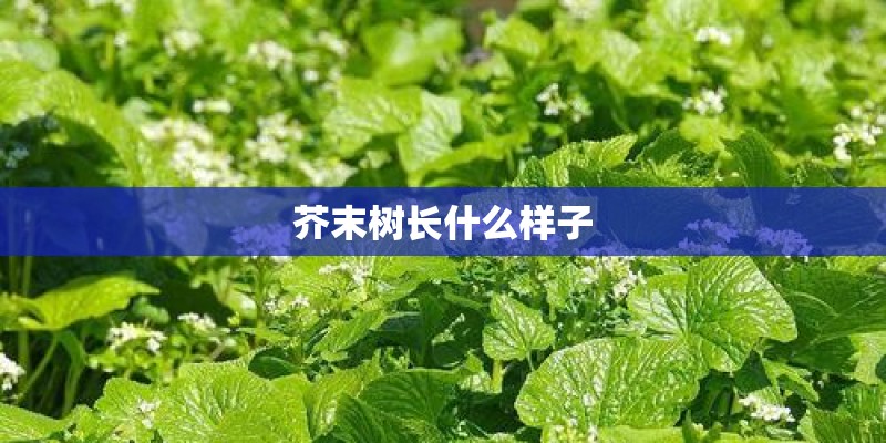 芥末树长什么样子